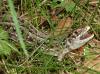 dscf2389-1_t1.jpg