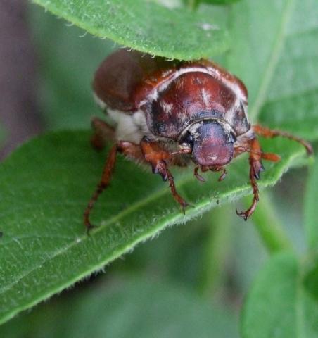 Paprastasis grambuolys 