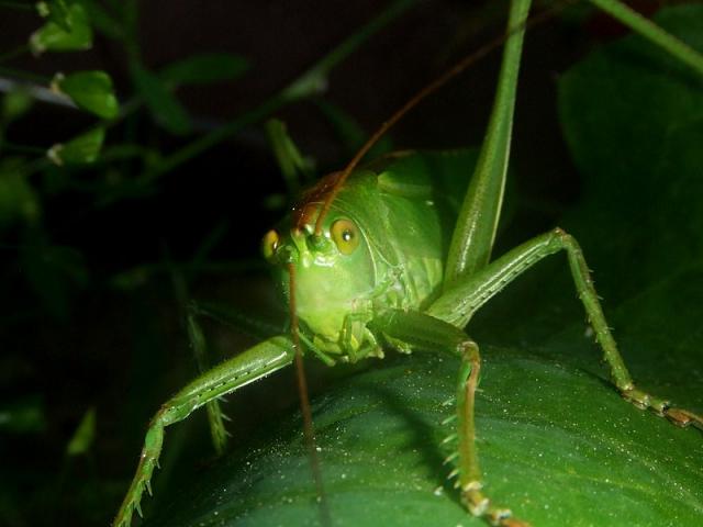 Žiogas