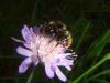 dscf8248_t1.jpg