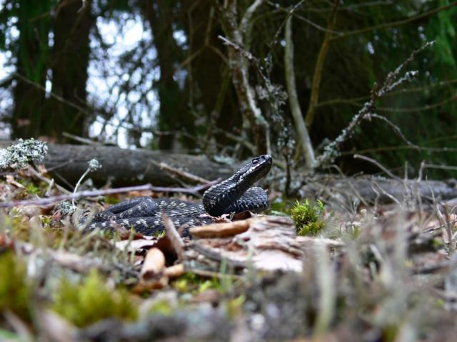 Vipera berus