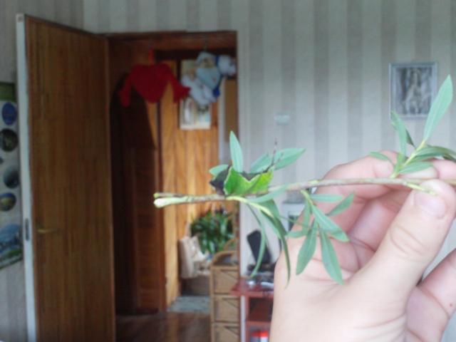 Cerura scitiscripta