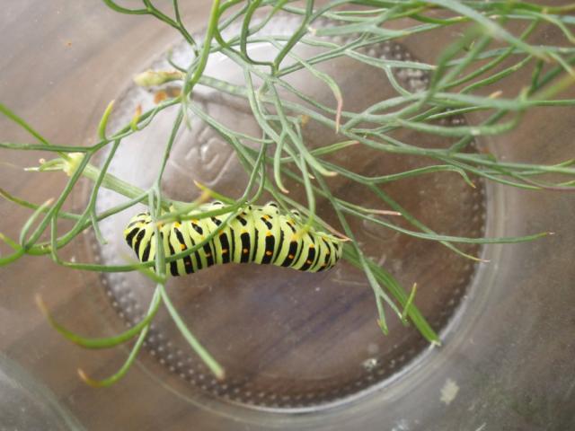 Papilio machaon L. Viksras