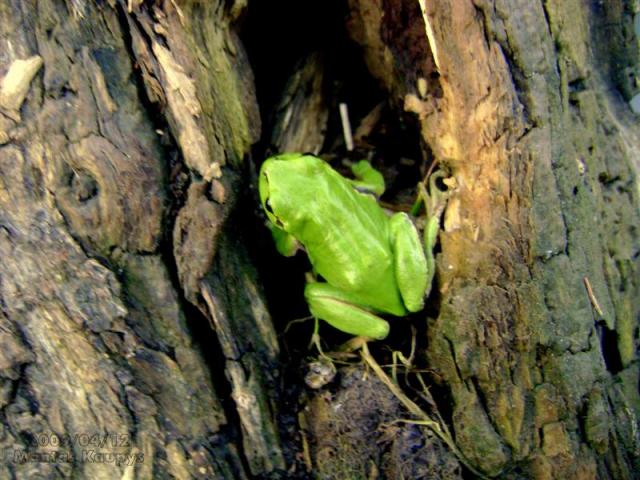 Paprastoji medvarlė (Hyla arborea)