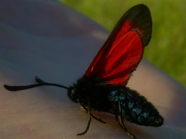 meskute