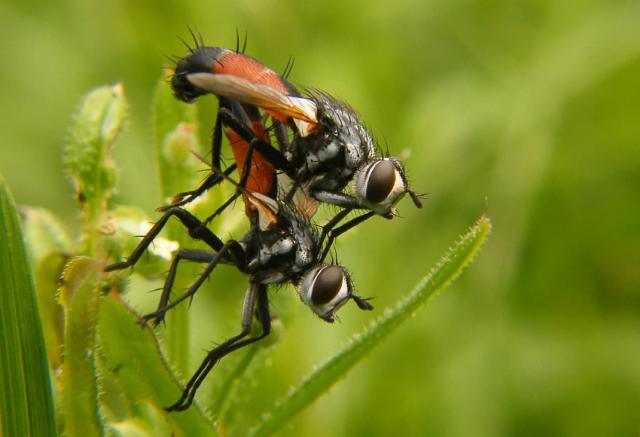Cylindromyia brassicaria