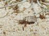 myrmeleon_formicarius_004_t1.jpg