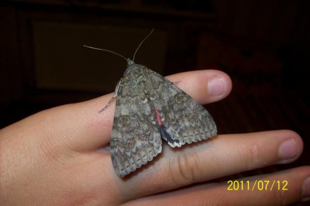 Catocala nupta nr.2 ;)