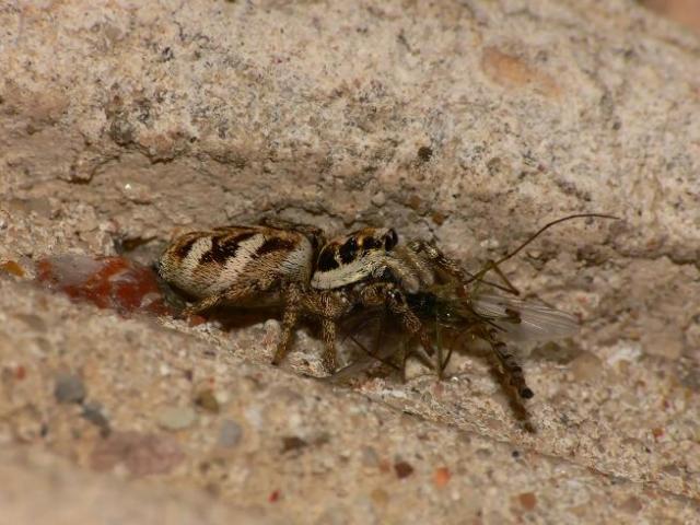 Jumping spider & victim