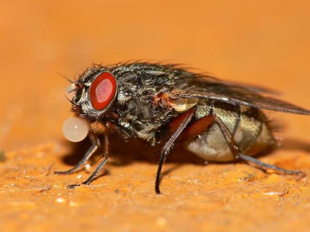 buble fly