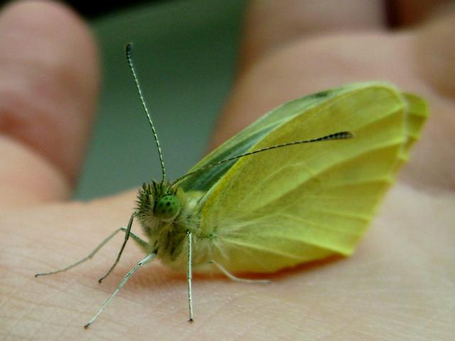 Pieris rapae