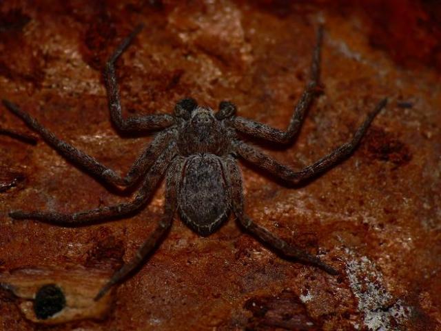 Philodromus genties voras