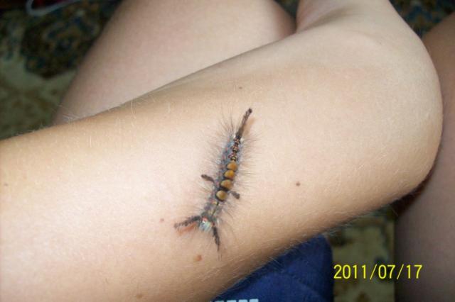 Orgyia Antiqua
