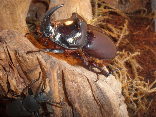 Oryctes nasicornis