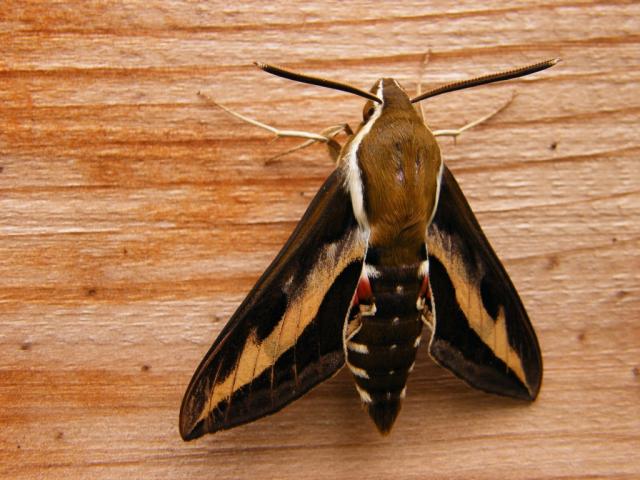 Lipikinis sfinksas (Hyles gallii)