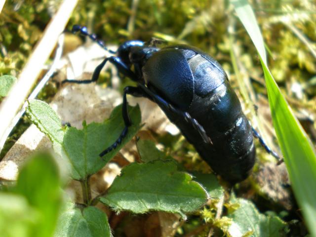Skaudvabalis 