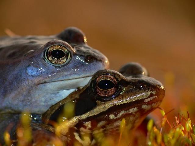 Smailesnuke varle (Rana arvalis)