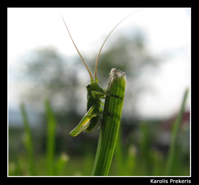 Tettigonia cantans