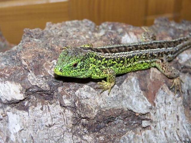 vikrusis driezas