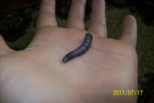 Notodonta ziczac
