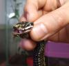 Spausk peržiūrai vipera_t1.jpg