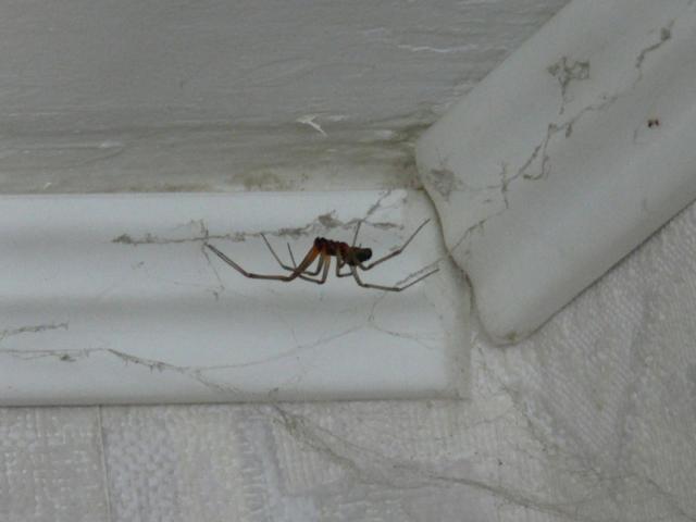 Keistas voras 