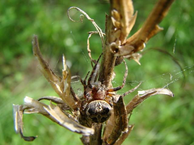 Theridion sisyphium