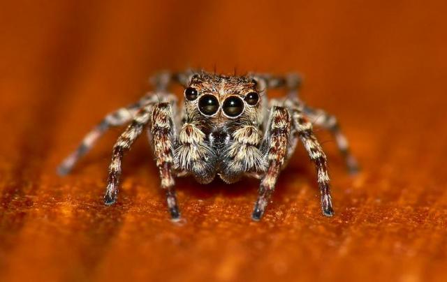 jumping spider