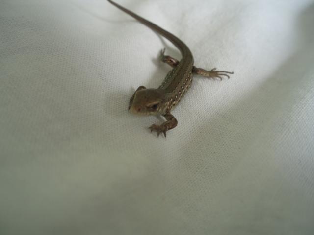 vikrusis driezas