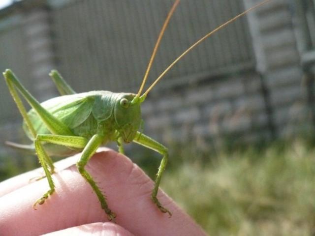 Žiogas