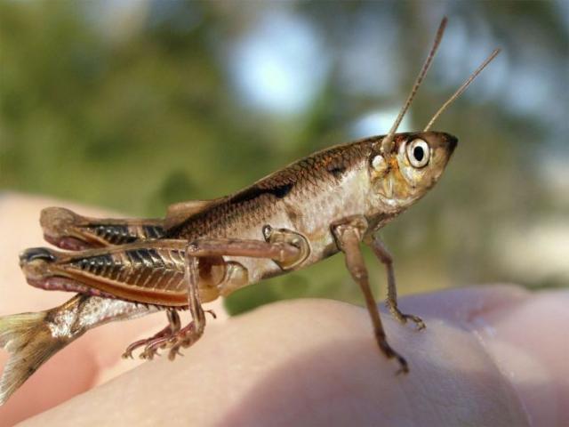 Svirplys?:)