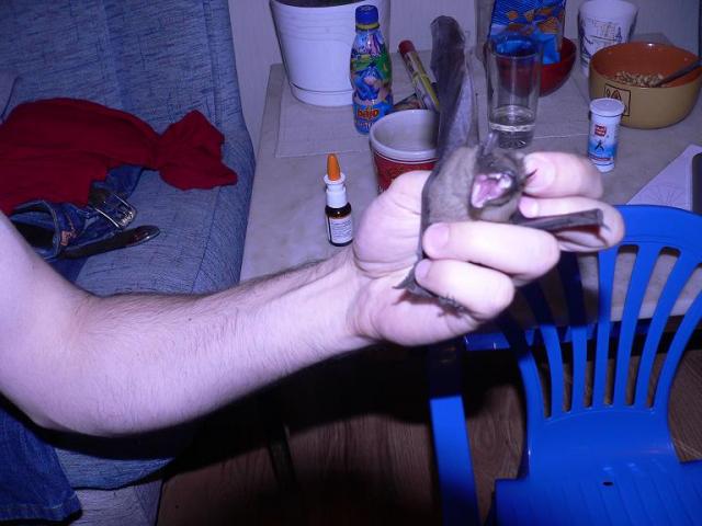 Siksnosparnis