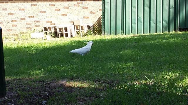 Sulphur-crested Cockatoo