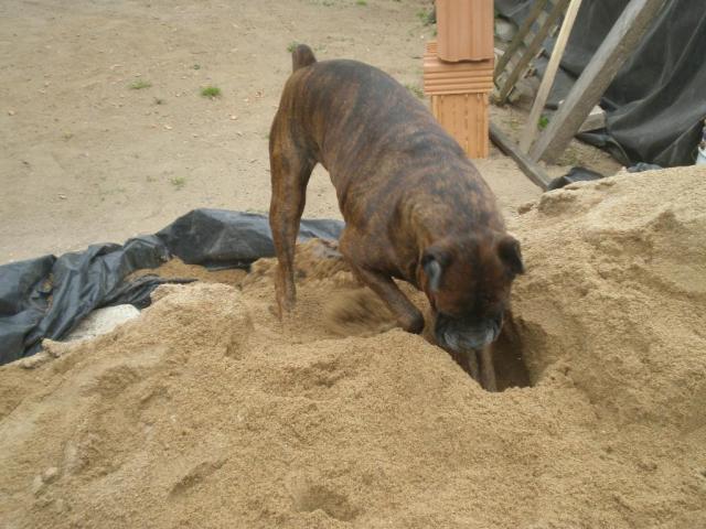 Tigrinis boxeris