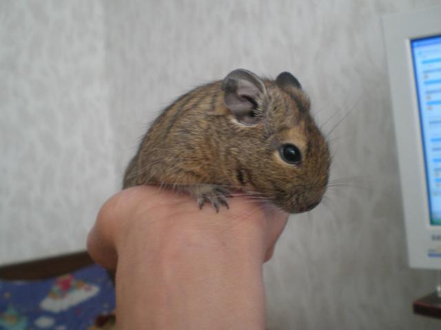 Degu ;>