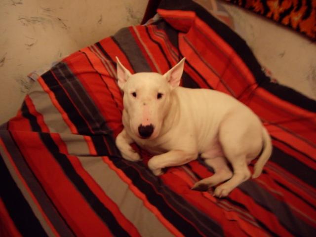 Bulikas