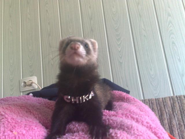 Chikita