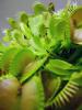 dionaea_muscipula1_t1.jpg