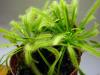 drosera_t1.jpg