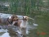 dsc01368_t1.jpg