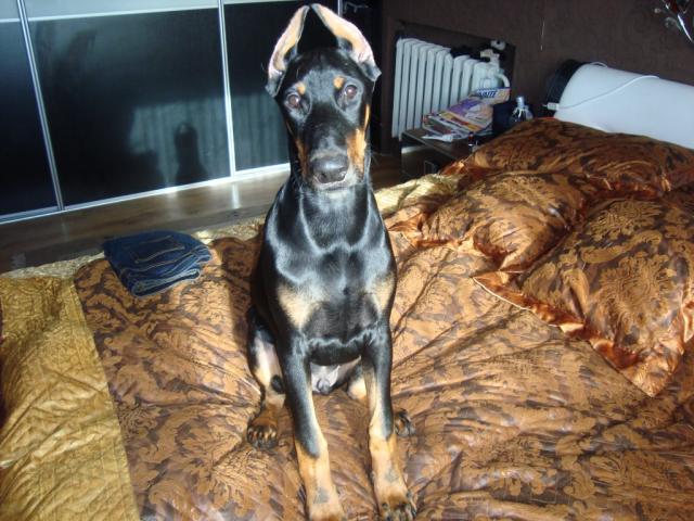 Dobermanas