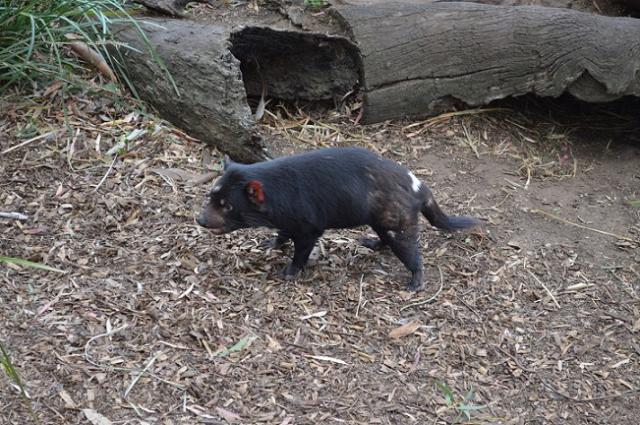 Tasmanijos velnias