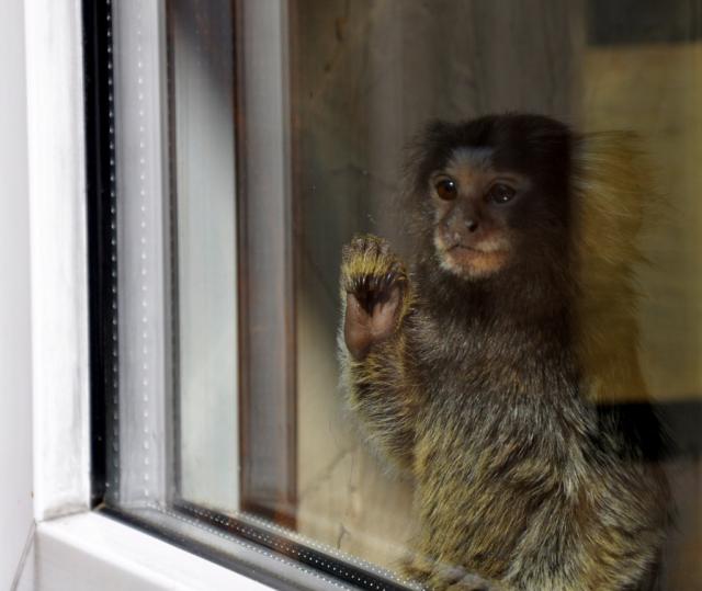 Marmosete