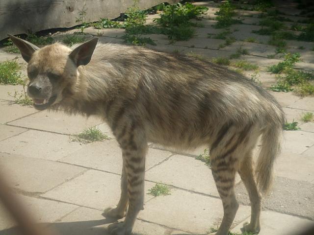 Mini zoo