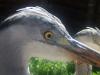 dscf4278-1_t1.jpg