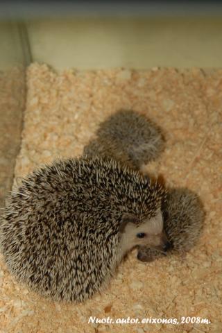 Atelerix Albiventris/Atelerix algirus