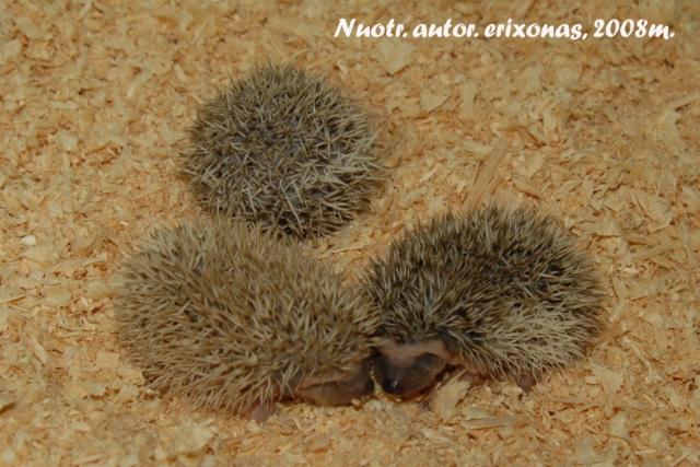 Atelerix Albiventris/Atelerix algirus