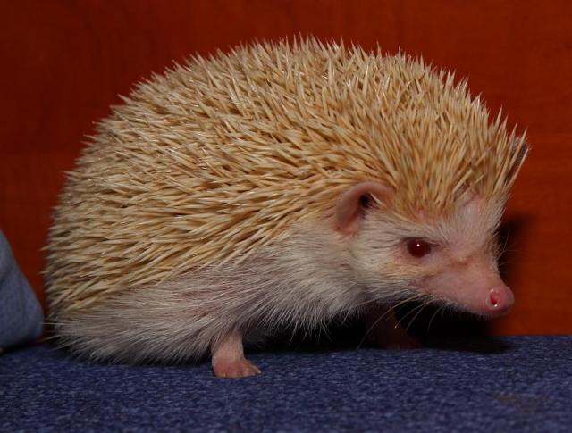 Atelerix albiventris