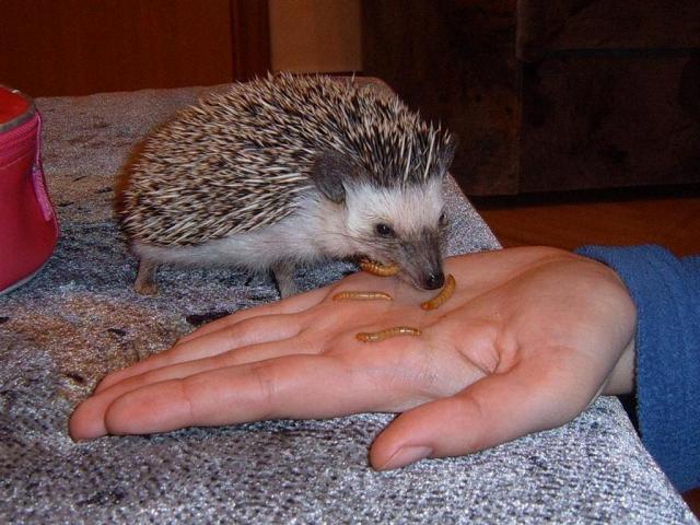 Atelerix albiventris/Atelerix algirus 2