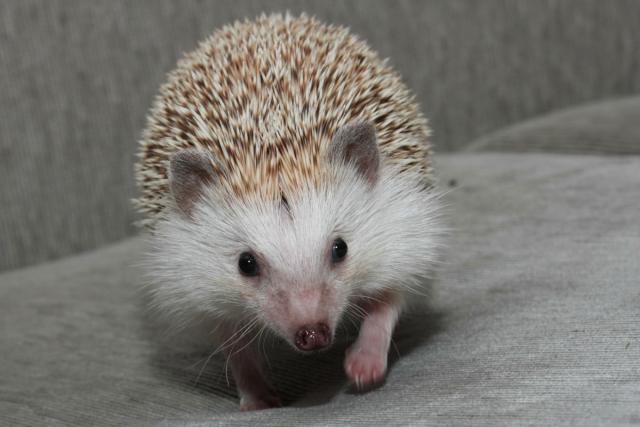 Ežytė